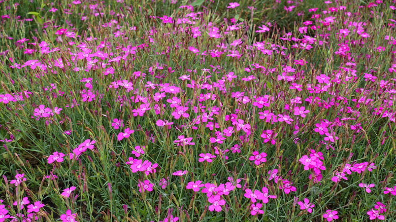 Dianthus deltoides used as ground cover with pink flowers