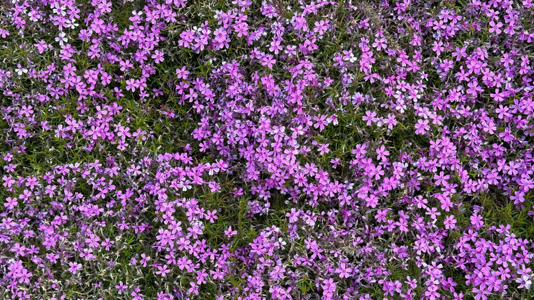 Close up of moss phlox pink flowers