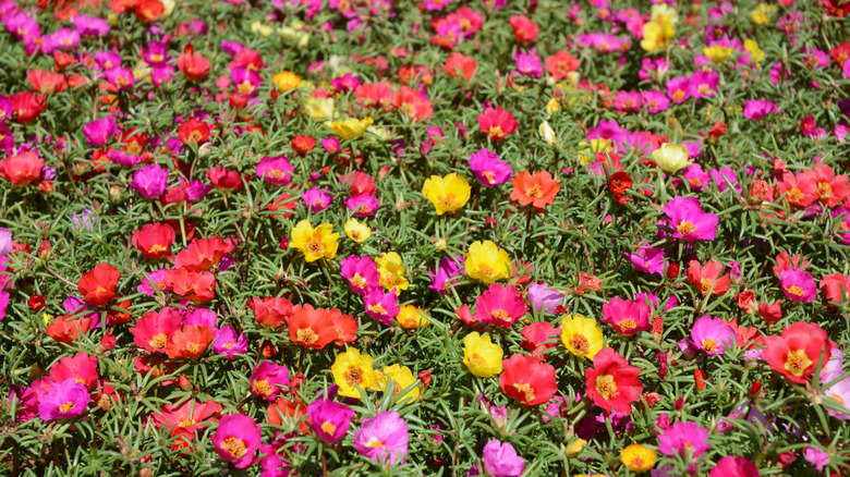 Colorfull moss roses as ground cover