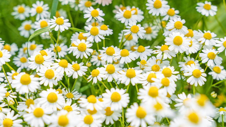 Close-up of Roman chamomile flowers