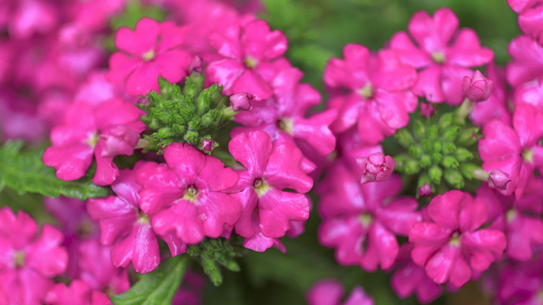 Rose vervain flowers in garden
