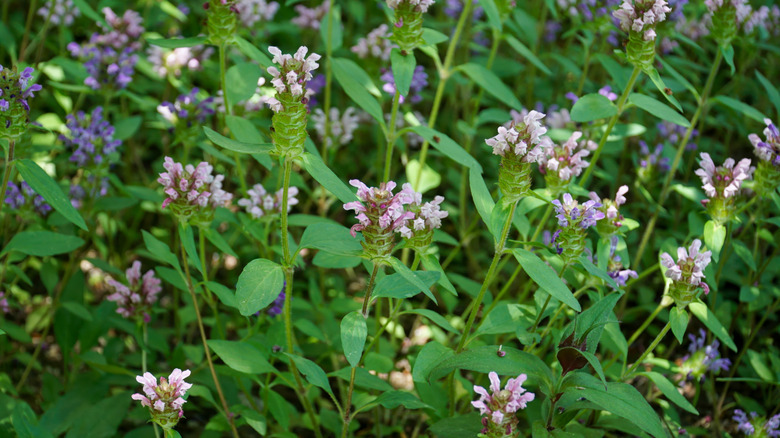 Seal-heal ground cover growing