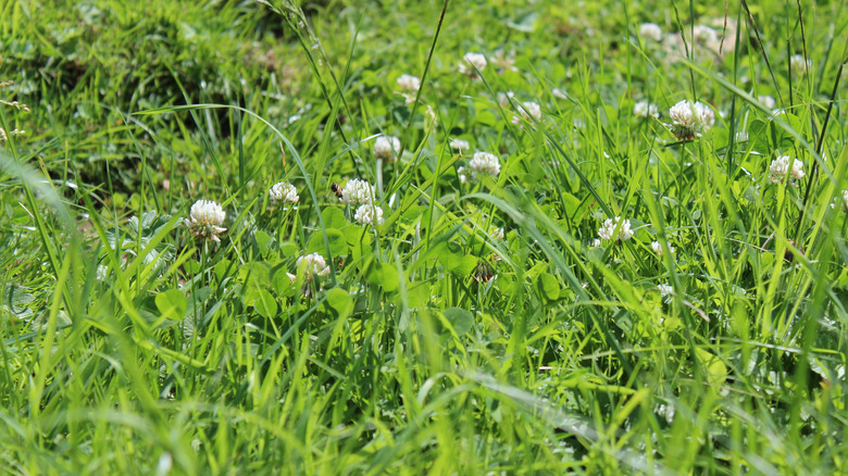 White clover in flower used as ground cover