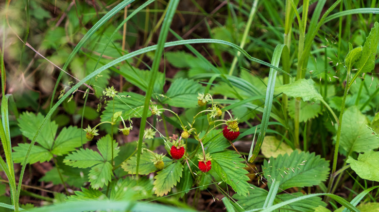 Wild strawberries growing as ground cover