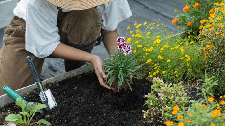 A thriving perennial garden with a range of flowers and shrubs