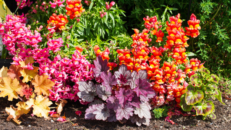A garden bed with heuchera coral bells as ground cover