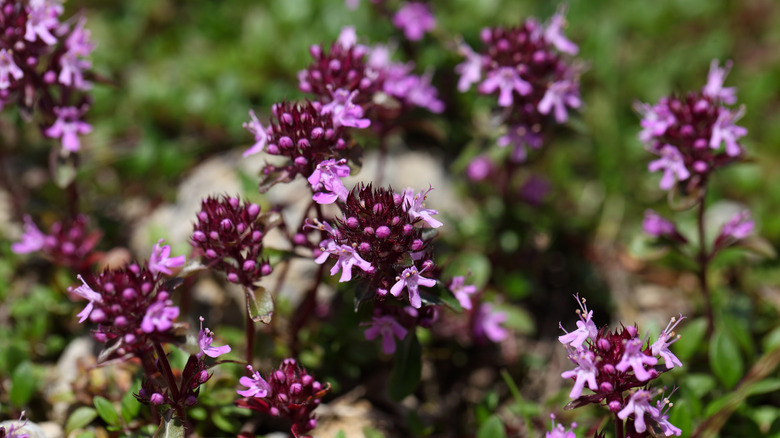 Close up of creeping thyme Thymus praecox