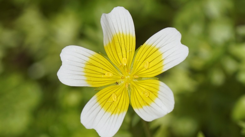 flowering poached egg plant