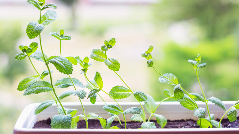 Fresh mint in a garden on a windowsill