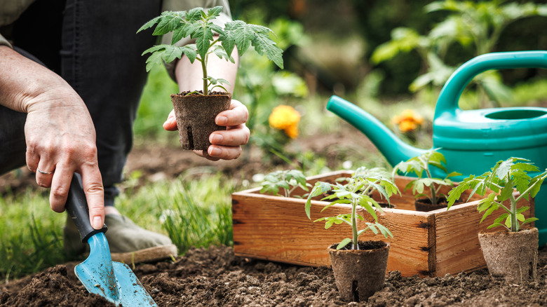 A gardener adding some tomato plants into a veggie patch using a small hand trowel