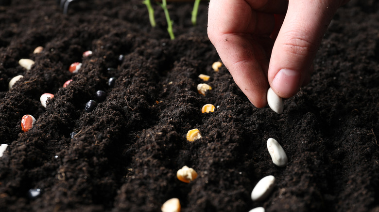 Closeup of a person's fingers sowing bean and pea seeds into a garden bed