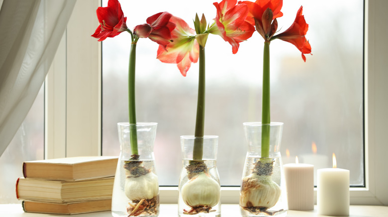 red amaryllis flowers with bulbs growing in water