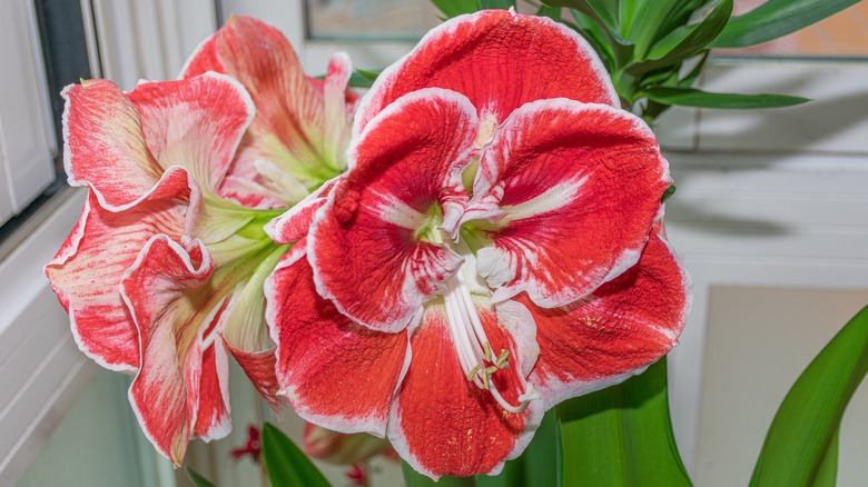 Close up of a red and white amaryllis flower in bloom