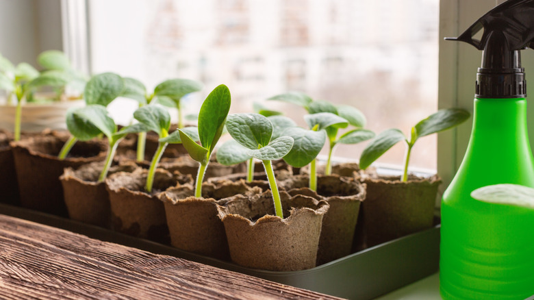 Seedlings in pots in window