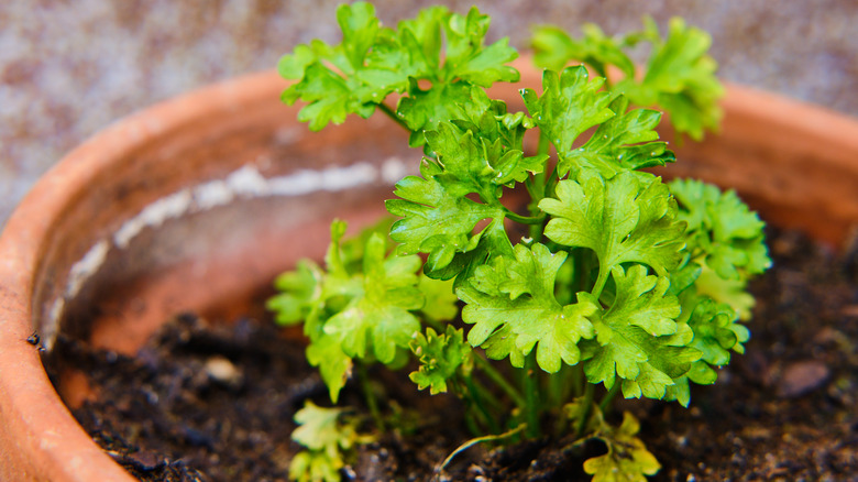 Parsley plant sitting in a flower pot closeup