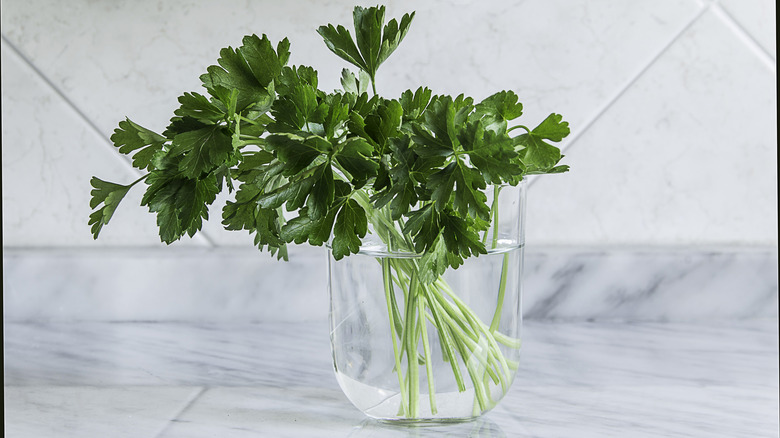 Parsley cutting sits in water container
