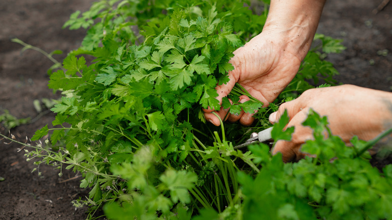 Woman hands collecting parsley from garden