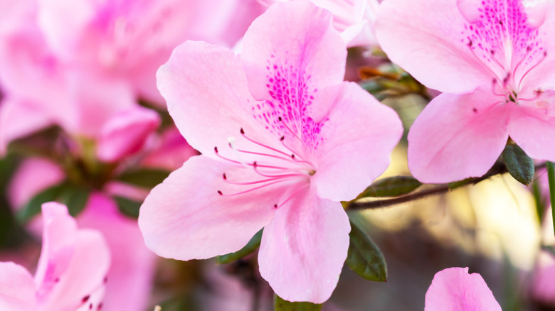 Pink azalea shrub in bloom