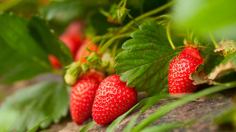 strawberries on the plant