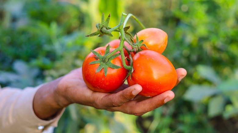 person harvesting red tomatoes