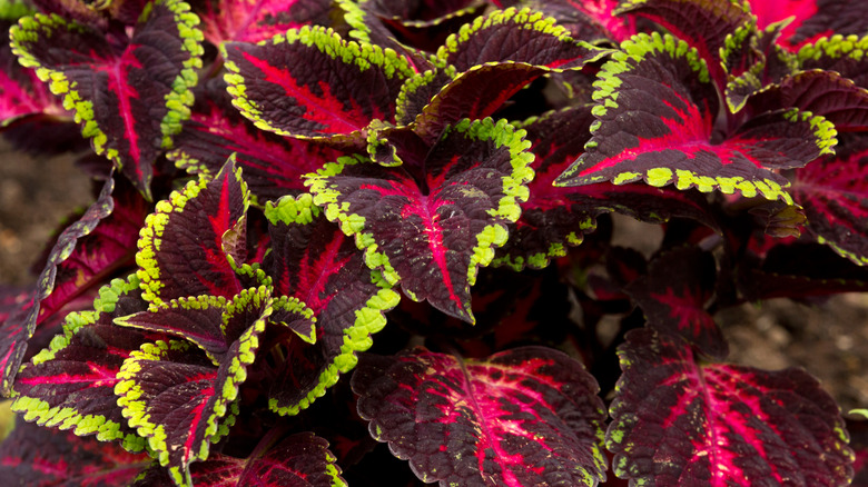 Beautiful coleus plant leaves