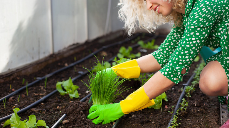Woman tending to chive plant