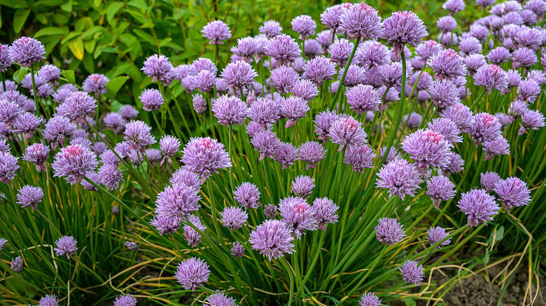 Purple flowers on chive plants