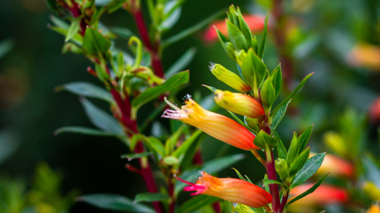 Orange and red cuphea plant close up