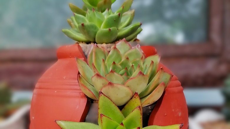 A broken vase with succulents planted in the missing piece