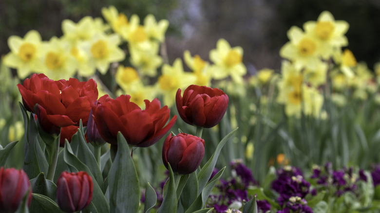 Red tulips and yellow daffodils in a garden