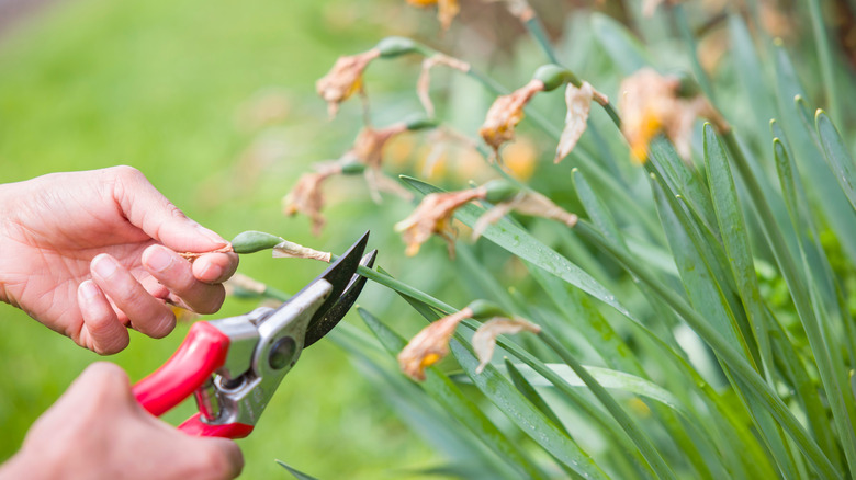 deadheading daffodils with pruning shears