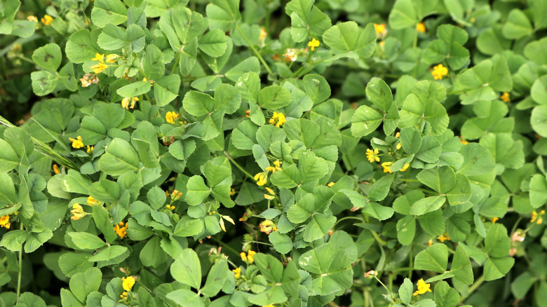 Fenugreek plants with yellow flowers.