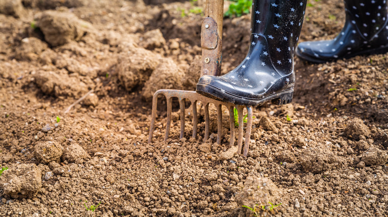 A person wearing rubber boots put their foot on a garden rake as they dig it into the bare soil of a new garden bed.