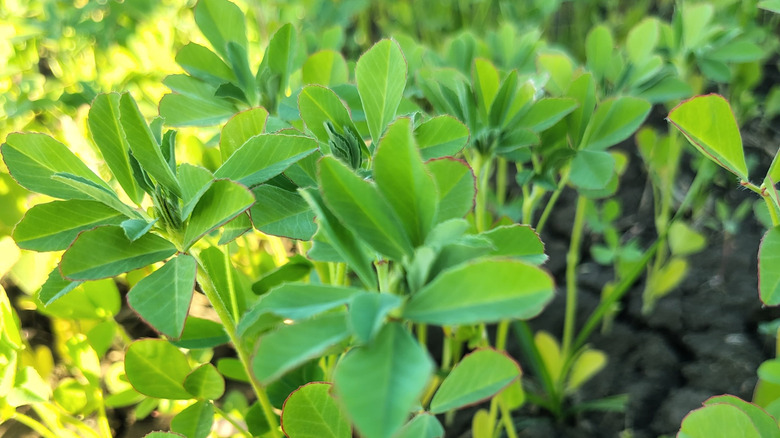 Close up of fenugreek leaves from plants in a garden.