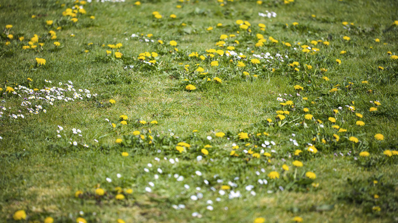 Grass that is covered with weeds