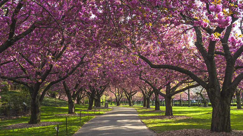 Blossoming fruit trees