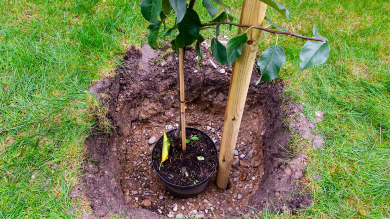 tree in deep hole