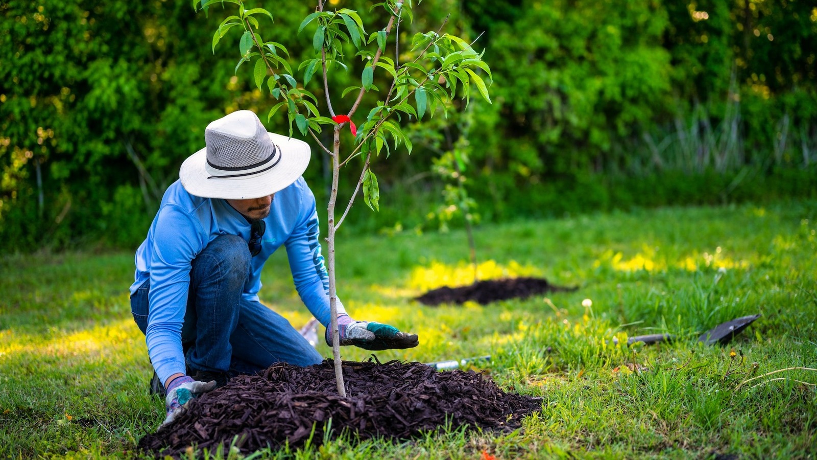 Grow Healthy Trees With Martha Stewart's Expert Tips