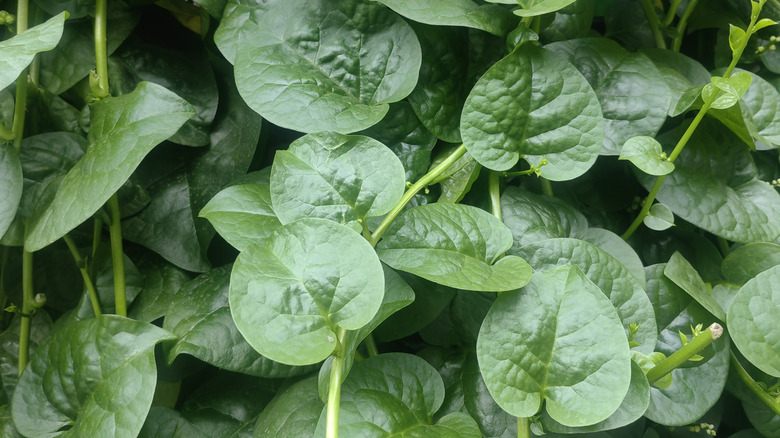 closeup on Malabar spinach leaves