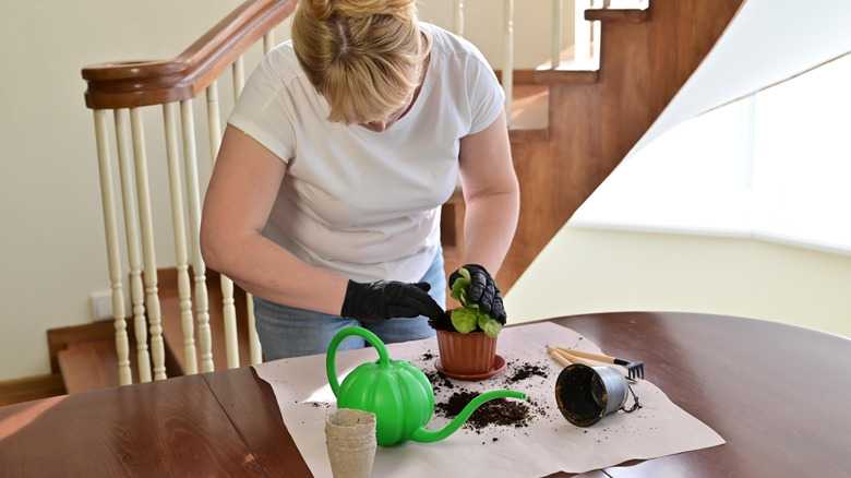 Woman potting a small plant using soil