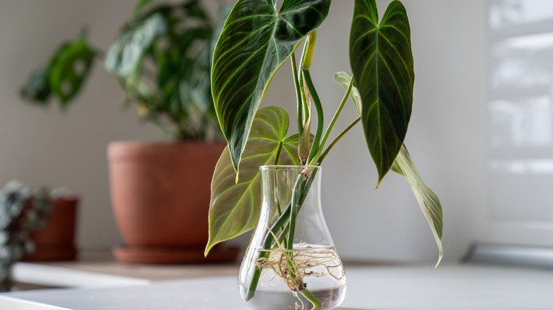Plant cuttings in a small vase filled with water