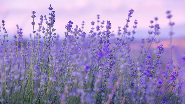 Lavender blooming at sunset in a landscape