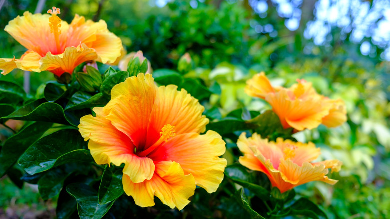 Close-up of yellow hibiscus in the garden.
