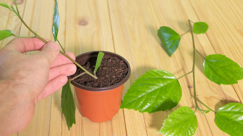Close-up of a hand placing a hibiscus cutting in a pot; another cutting with bushy leaves is laying next to the pot.