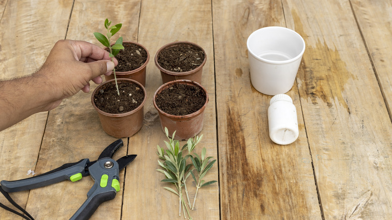 Man placing stem cuttings into small pots of soil for propagation