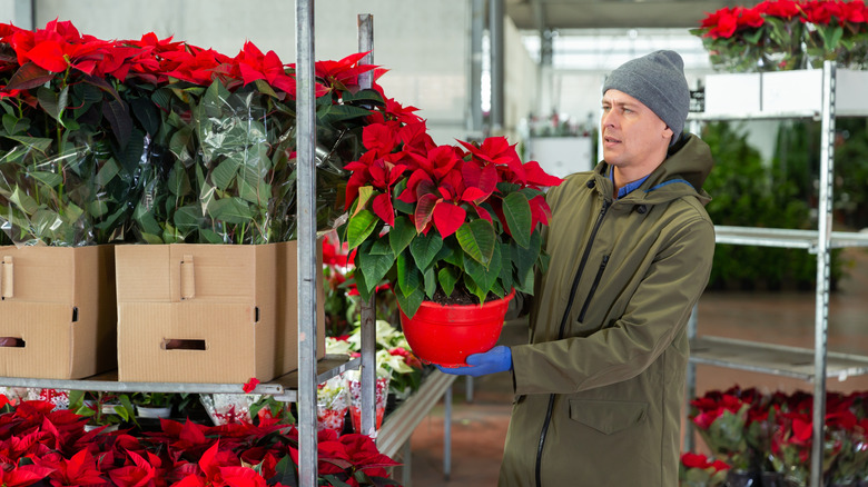 Man shopping for potted poinsettas.