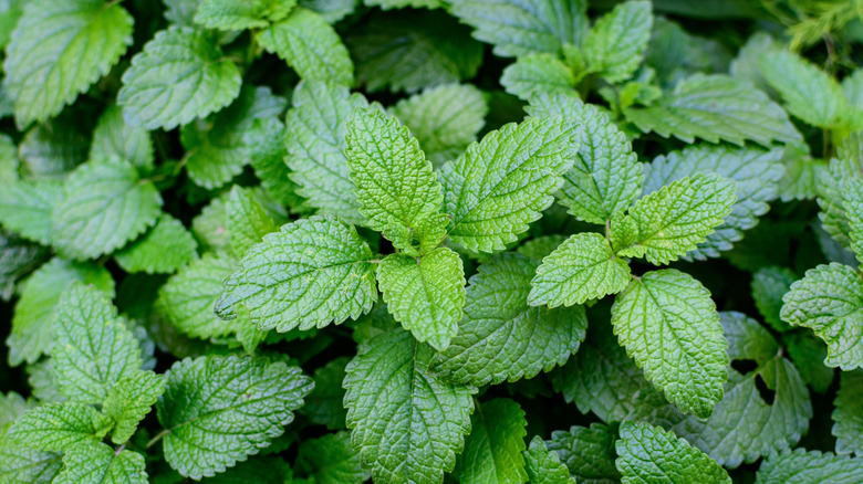 Mint leaves in a garden