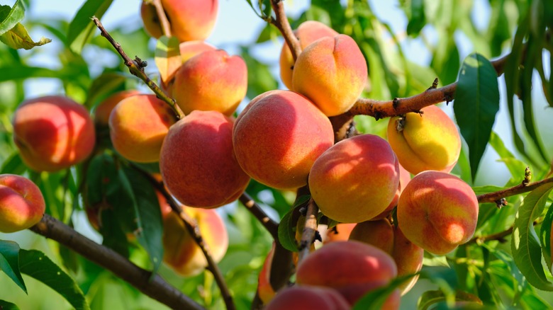 peach fruit on tree