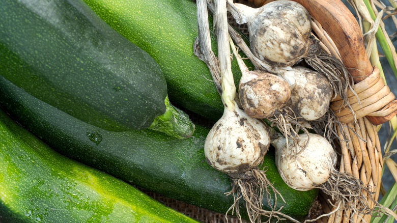 freshly harvested zucchini and garlic cloves sitting together in a basket