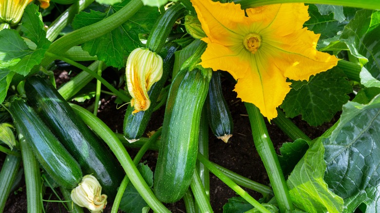zucchini plant in bloom with zucchini underneath